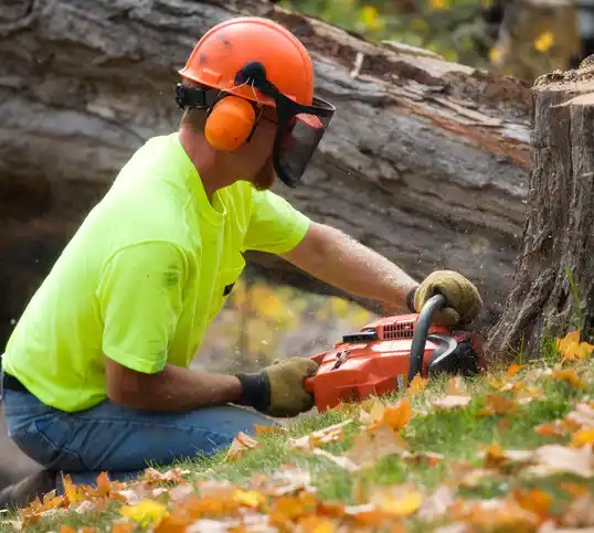 tree services Benzonia